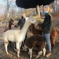 Feeding of Alpacas